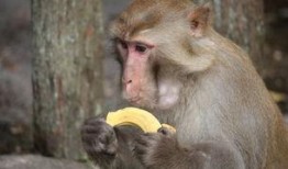 小崔猴子吃瓜视频大全免费观看,免费观看，笑料横生！